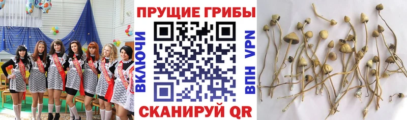 Псилоцибиновые грибы Psilocybine cubensis  как найти закладки  Ульяновск 